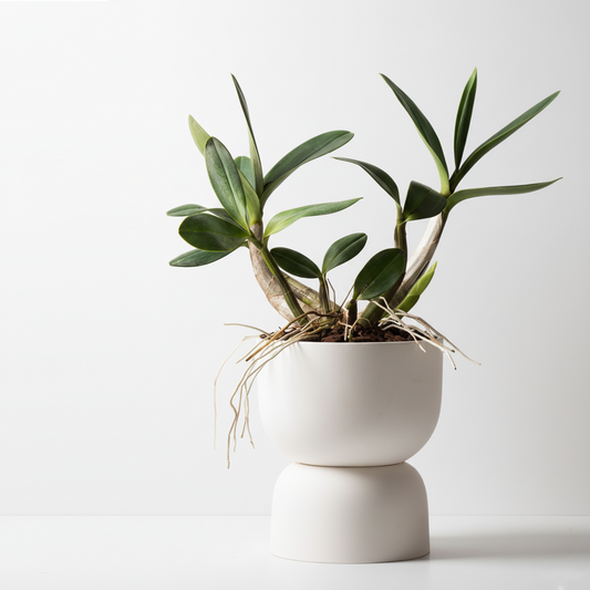 Aura Planter