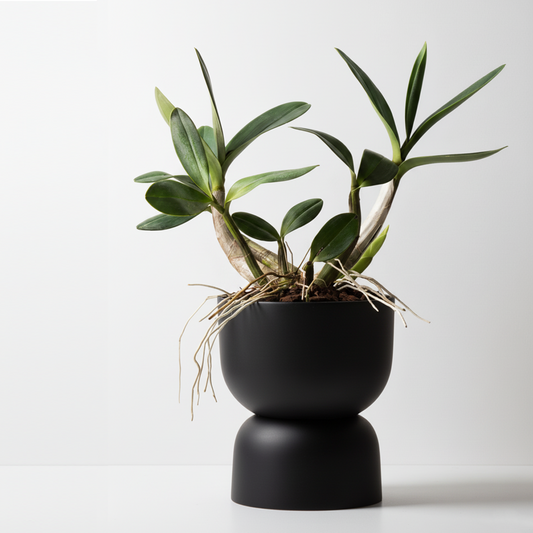 Aura Planter